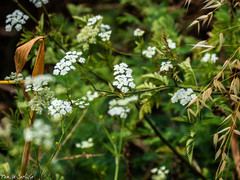 Anthriscus lamprocarpus