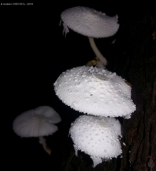 Leucocoprinus cretaceus