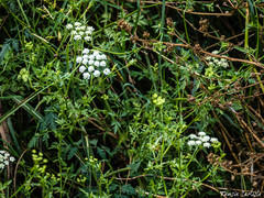 Anthriscus lamprocarpus