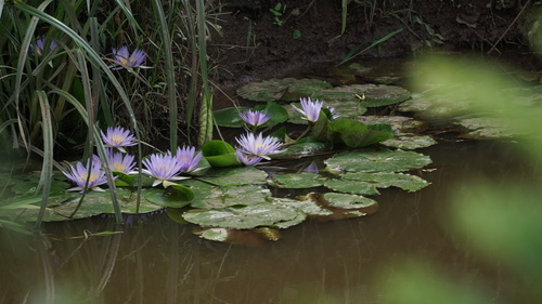 Nymphaea image