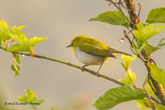 Zosterops palpebrosus