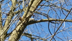 Sciurus carolinensis