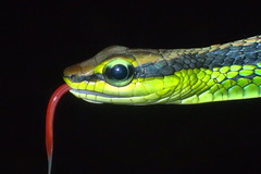 Dendrelaphis formosus