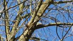 Sciurus carolinensis