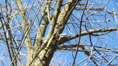 Sciurus carolinensis