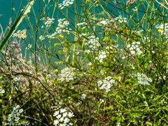 Anthriscus lamprocarpus