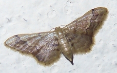 Idaea violacea