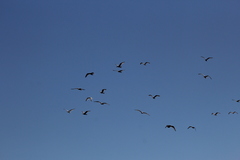 Larus argentatus smithsonianus