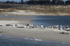 Larus argentatus smithsonianus