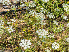 Anthriscus lamprocarpus