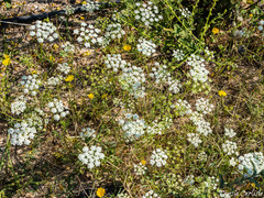 Anthriscus lamprocarpus