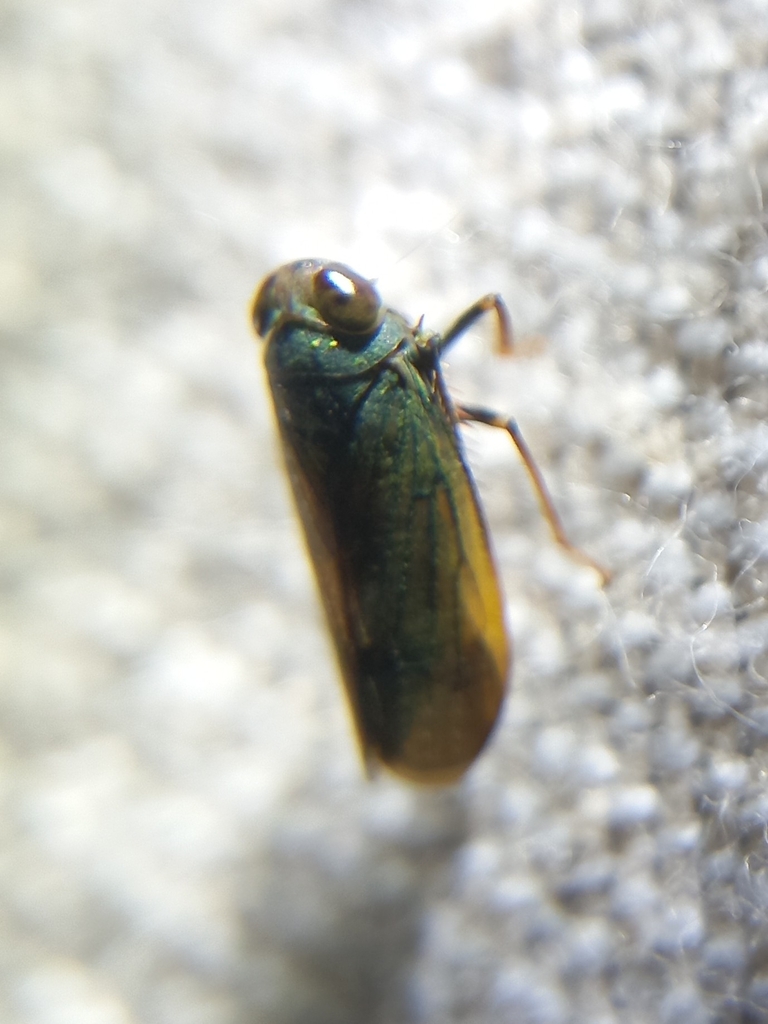 Calodia ostentus