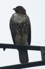 Buteo jamaicensis