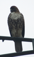 Buteo jamaicensis