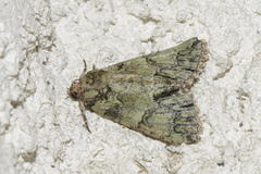 Polyphaenis sericata