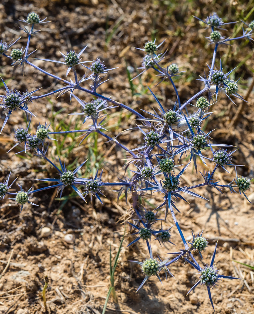 Syrian eryngo
