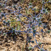 Syrian Eryngo - Photo (c) Tamsin Carlisle, some rights reserved (CC BY-NC-SA), uploaded by Tamsin Carlisle