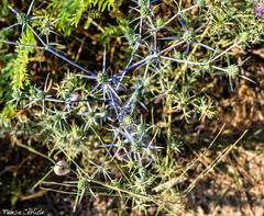 Eryngium creticum
