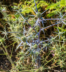 Eryngium creticum