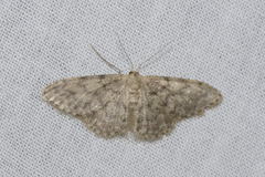 Idaea alyssumata