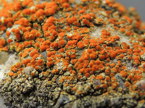 Sulphur Firedot