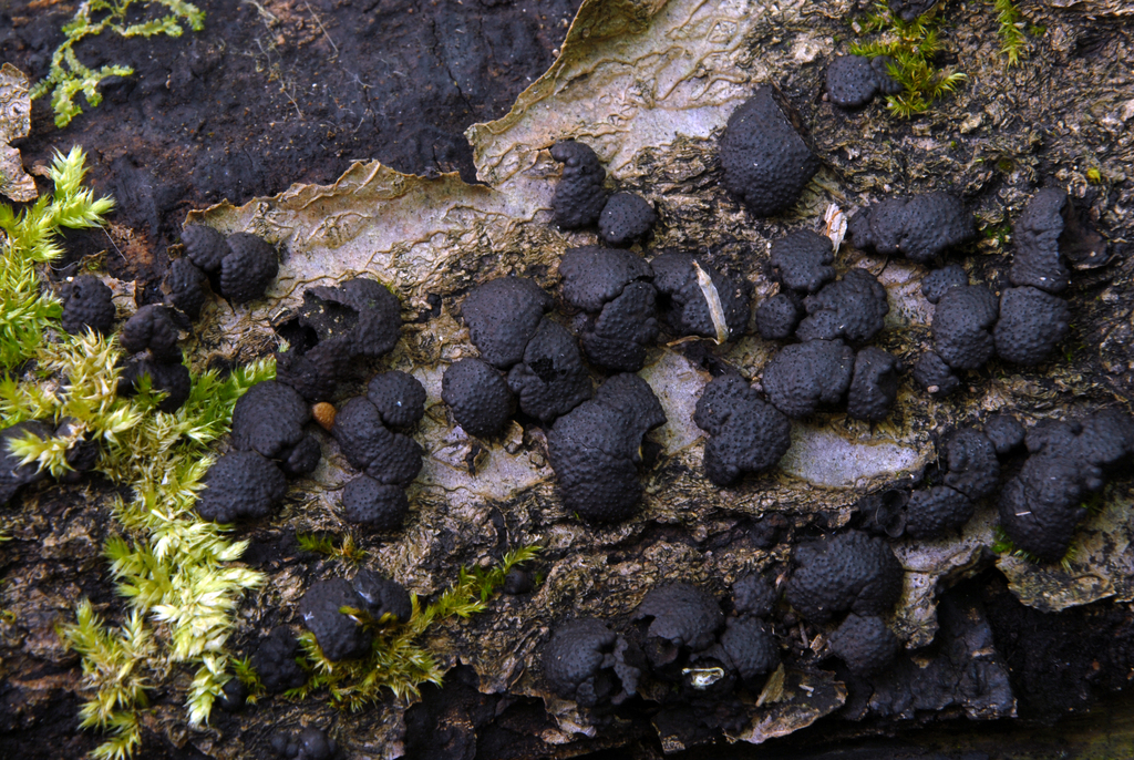 Jackrogersella minutella