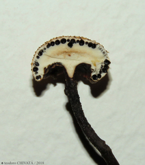 Poronia pileiformis