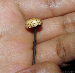 Poronia pileiformis