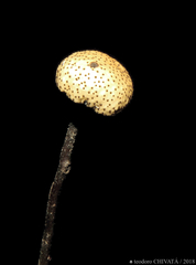 Poronia pileiformis