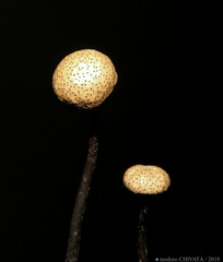 Poronia pileiformis