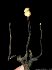 Poronia pileiformis