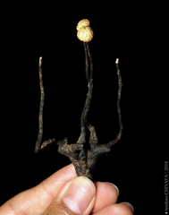Poronia pileiformis