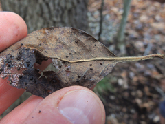 Diospyros virginiana