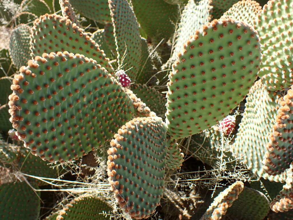 Prickly Pears from Pixley ka Seme District Municipality, South Africa ...