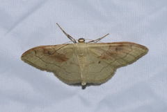 Idaea rubraria