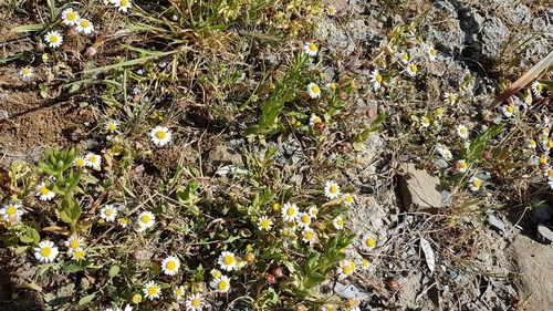 Image of Bellium bellidioides by (c) anasacuta, some rights reserved (CC BY)