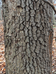 Diospyros virginiana