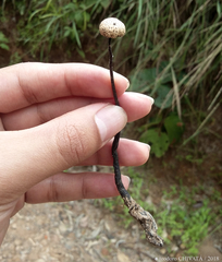 Poronia pileiformis