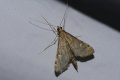 Dolicharthria punctalis