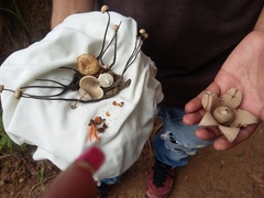 Poronia pileiformis
