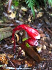 Monotropa coccinea