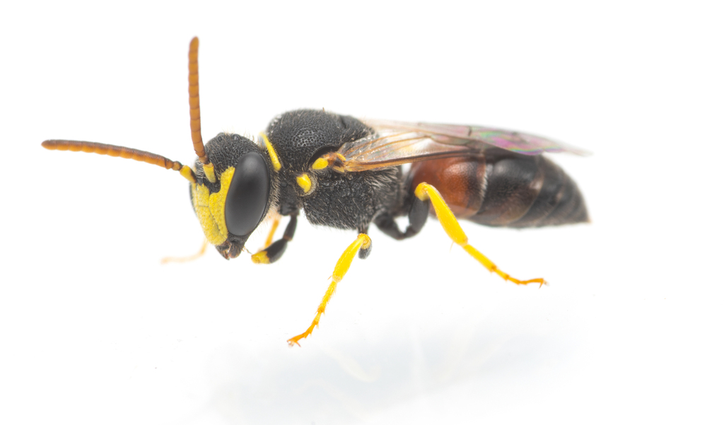 Sulphur-legged Masked Bee