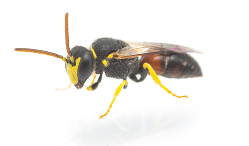 Sulphur-legged Masked Bee