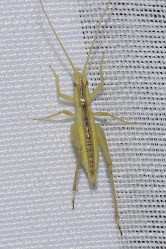 Italian Tree Cricket, Rhône, Rhône-Alpes, France, photo 7 of 10