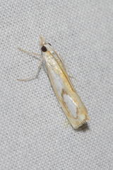 Catoptria pinella
