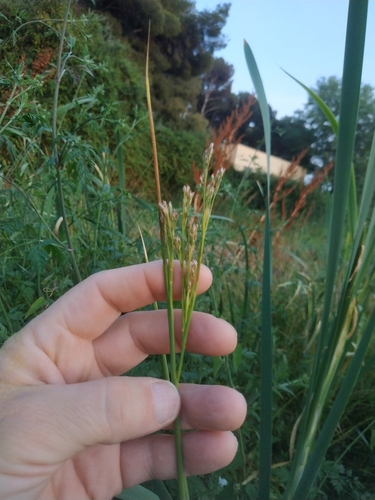 Image of Juncus subulatus by (c) Tim Johnson, some rights reserved (CC BY)