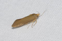 Crassa unitella
