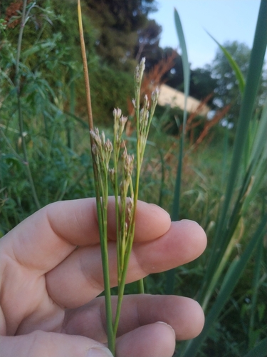 Image of Juncus subulatus by (c) Tim Johnson, some rights reserved (CC BY)