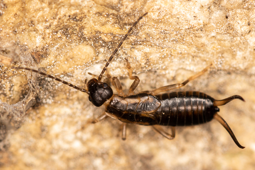 European Earwig, photo 5 of 9