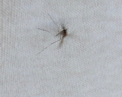 Aedes sollicitans